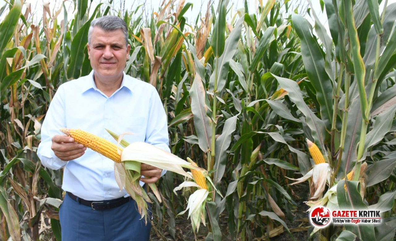 Ayhan Barut: "Mısır alım fiyatını revize edin, üreticinin yüzünü güldürün"