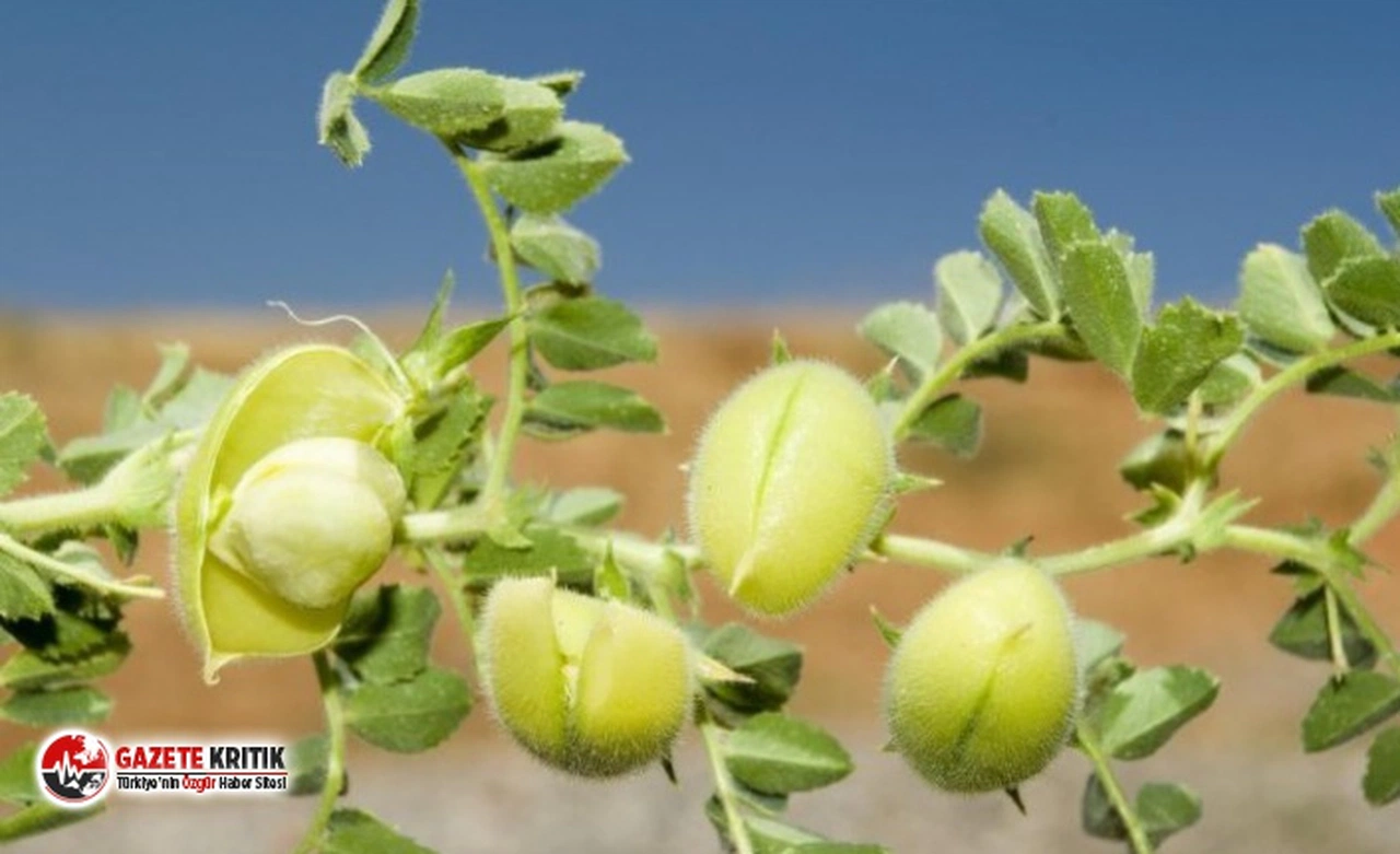 Tohumunu 5 TL'den alan çiftçi ürünü 2 liraya satamıyor!