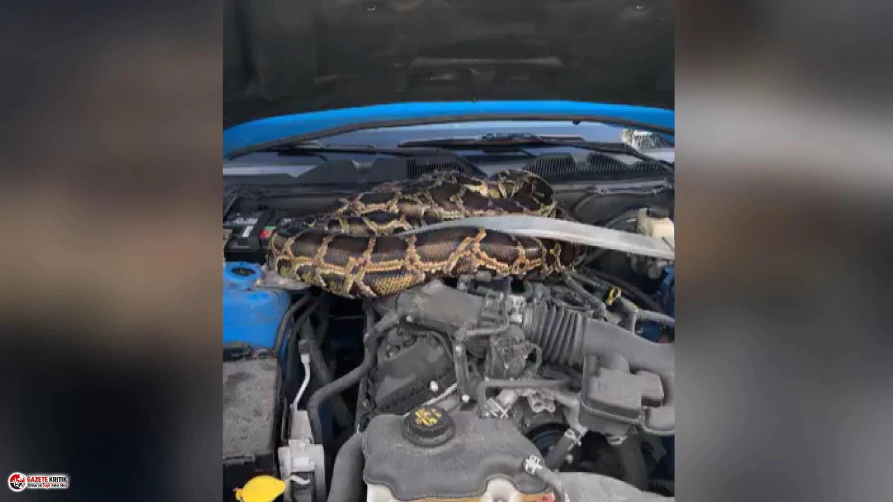 ABD’de aracının kaputunu açınca dehşeti yaşadı