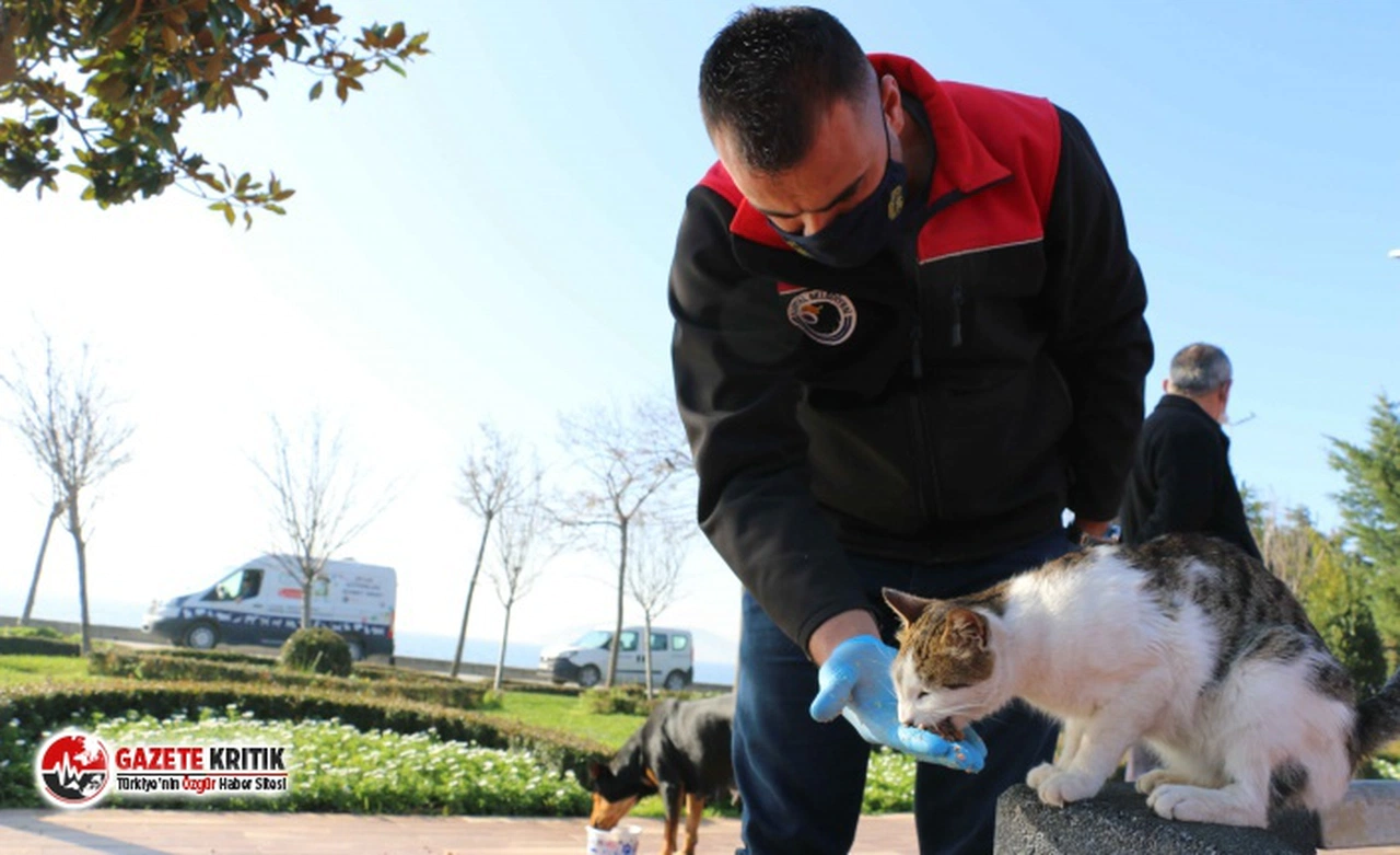 Kartal Belediyesi, 4 Günlük Kısıtlamada Sokak Hayvanlarını Unutmadı