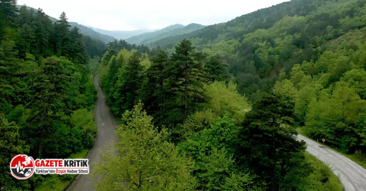 Kazdağı Koruma Derneği: ’60 yıllık ruhsat’ koca bir yalan