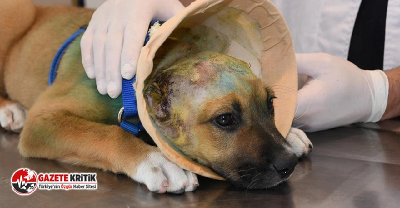 Kuşadası Belediyesi'nden kulakları kesilen yavru köpeğe şefkat eli