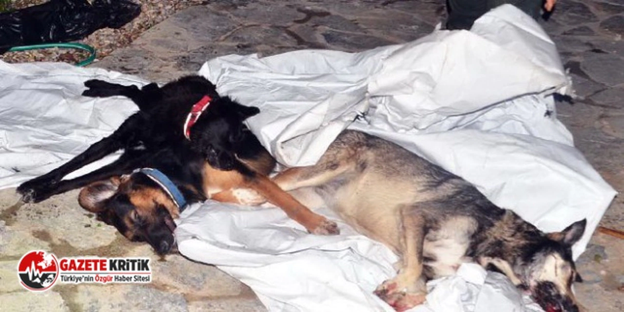 Milas’ta 7 köpek öldürüldü