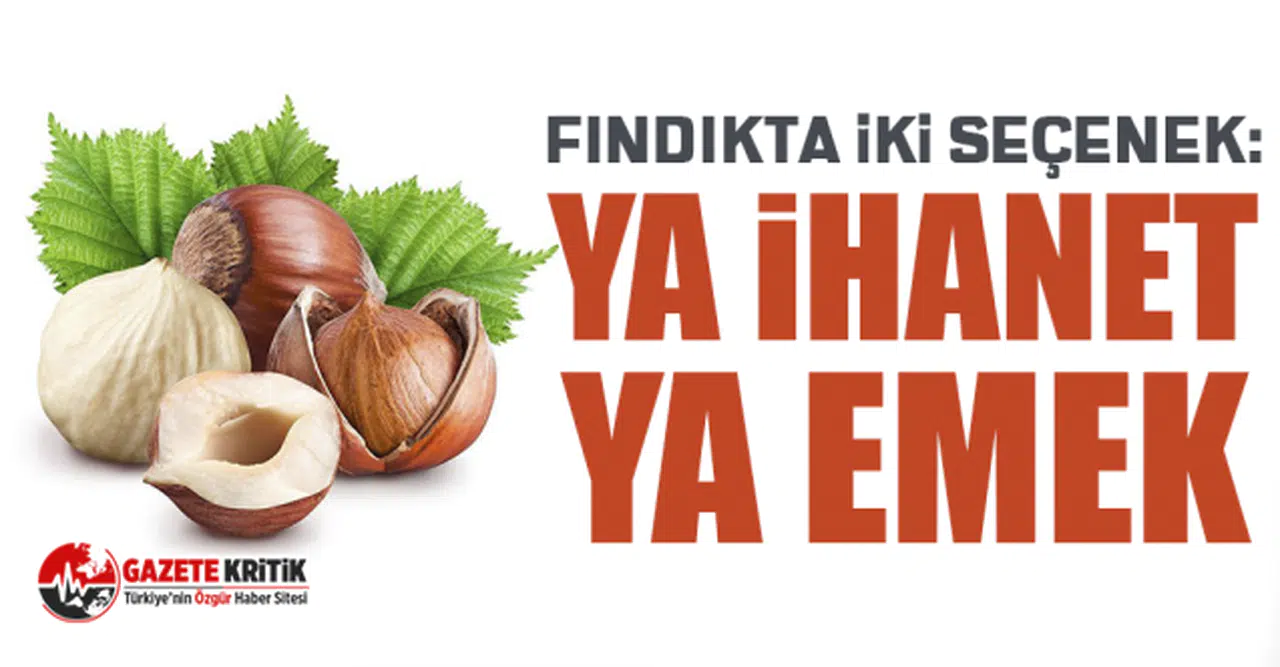 CHP'li Mustafa Adıgüzel: Fındıkta iki seçenek: Ya ihanet ya emek