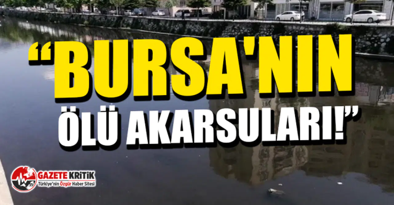 CHP'li Nurhayat Altaca Kayışoğlu: Bursa'nın ölü akarsuları!