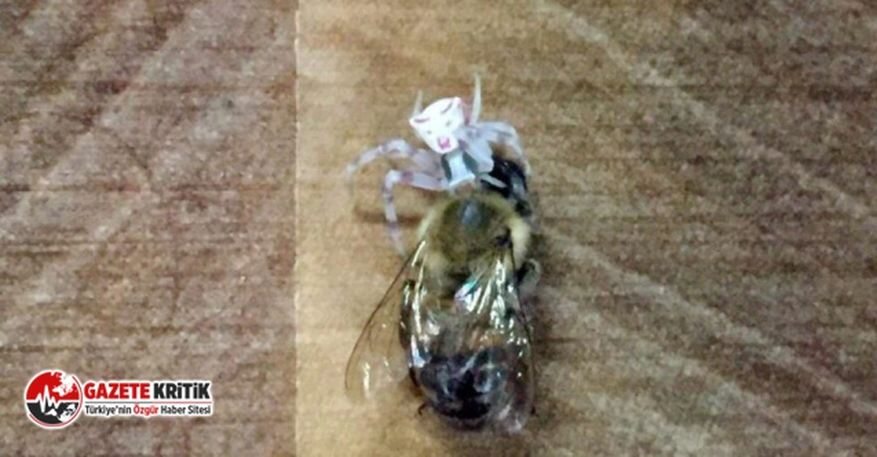 İnsan yüzlü örümcek Türkiye’de bir kez daha ortaya çıktı