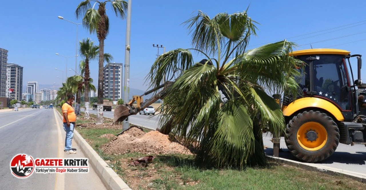 Mersin Büyükşehir Belediyesi: Bisiklet Yolu Proje Alanındaki Palmiyeler Taşınıyor