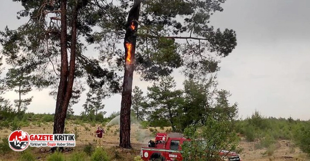 Muğla'da 12 günde 48 orman yangını