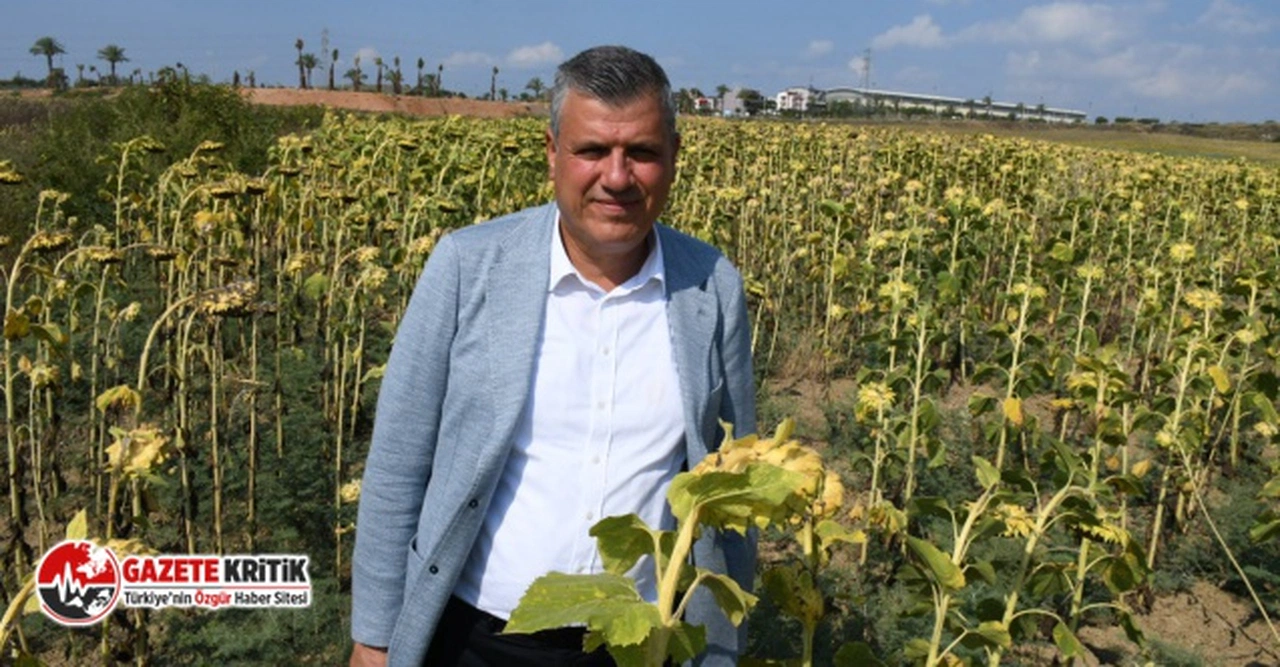 CHP'li Ayhan Barut: "Ayçiçeği ön alım fiyatları gecikmeden açıklansın"