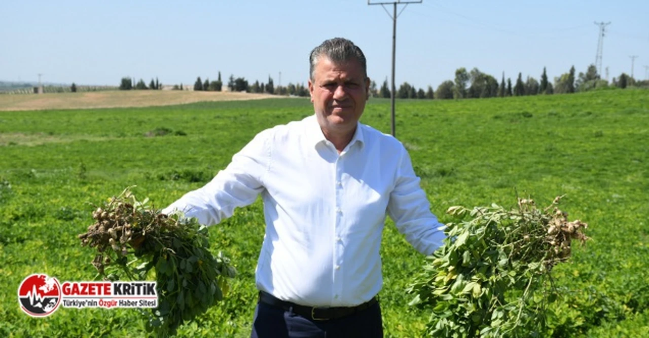 CHP'li Ayhan Barut, yerfıstığı tarlasından iktidara seslendi