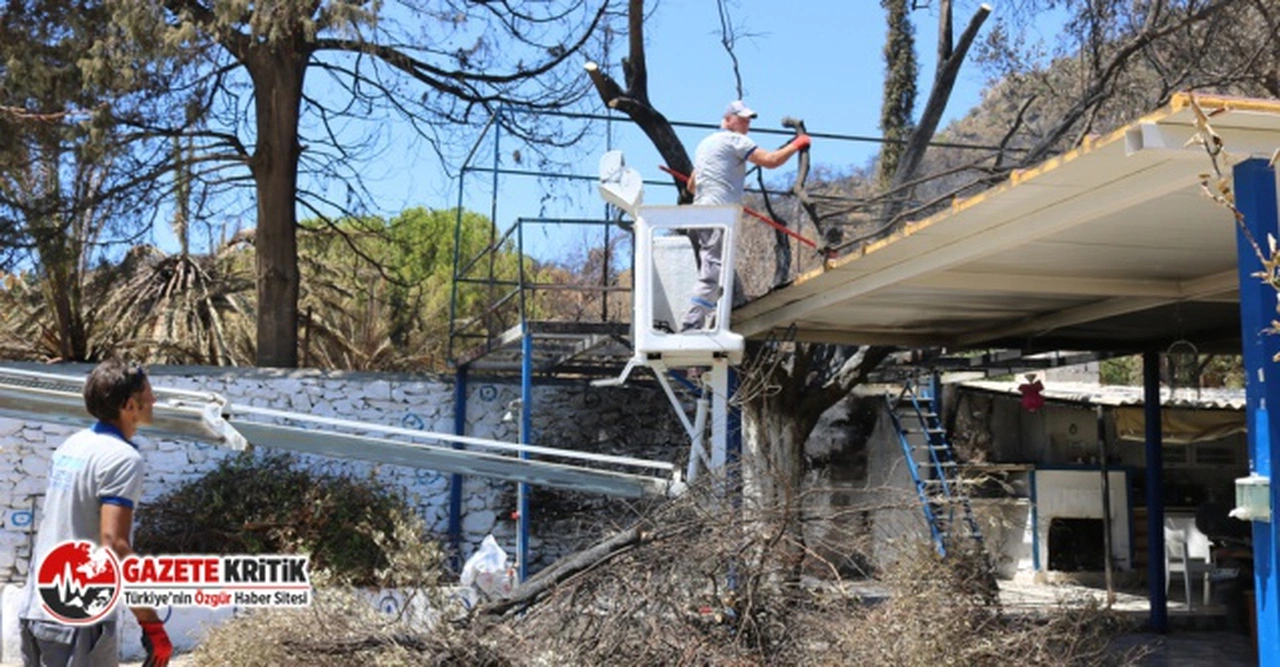 Bodrum Belediyesi Yangın Sonrası Tehlike Oluşturan Ağaçlara Müdahale Etti