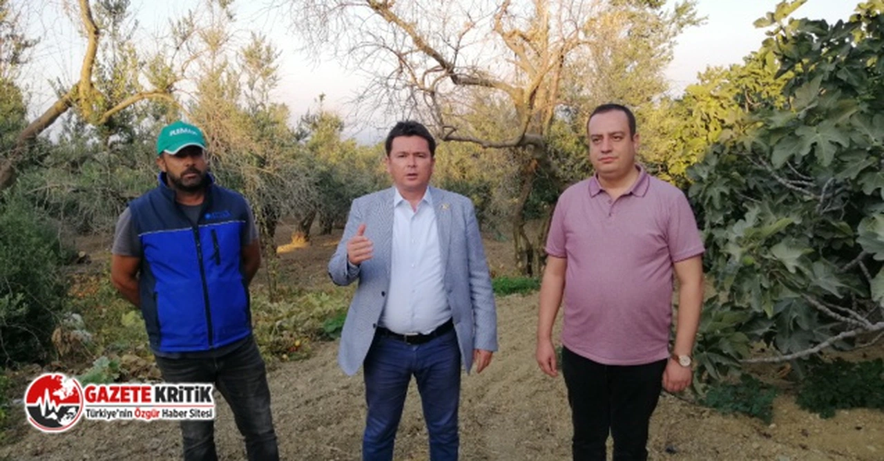 CHP'li Aydın:  Dondan Zeytin Ağaçları Yanan Çepni Köylülerin Zararı 8 Aydır Karşılanmadı