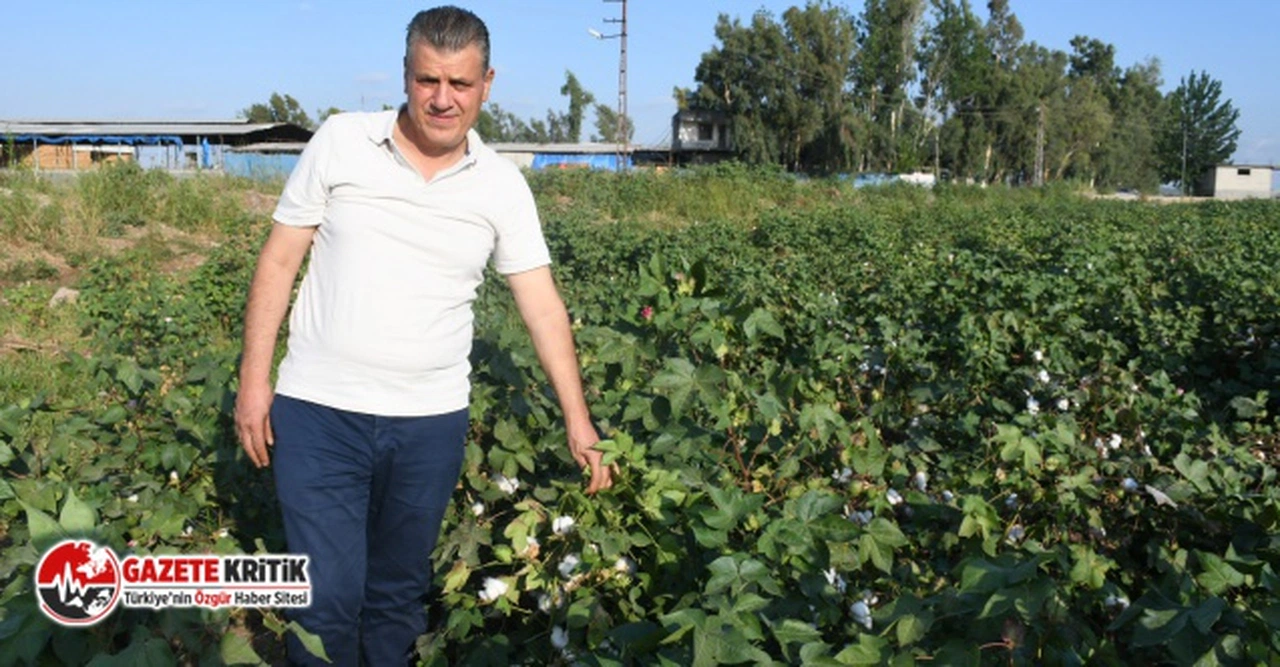 CHP'li Ayhan Barut'tan hasat öncesi pamuk çağrısı