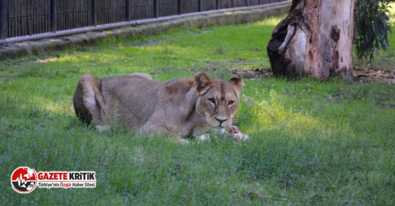Tarsus Doğa Parkı’na İki Aslan Daha Geldi