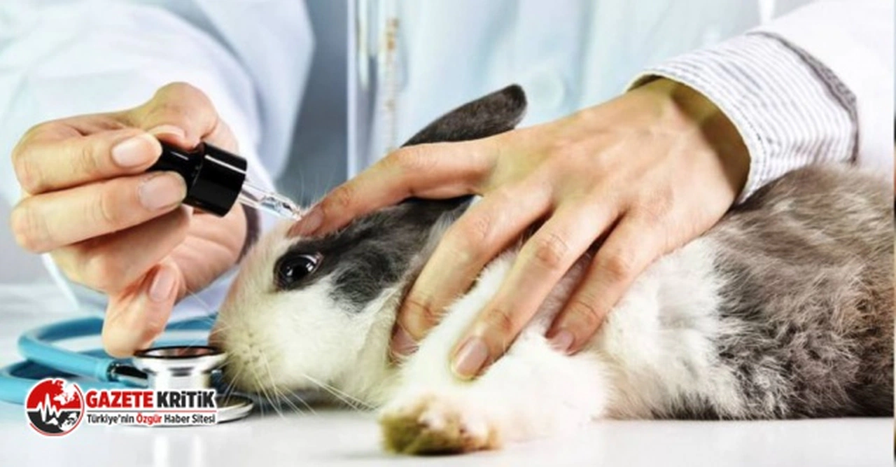 İsviçre hayvan deneylerini yasaklamak için referanduma gidiyor