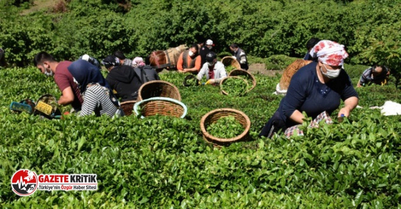630 mevsimlik işçi alımına 40 bine yakın başvuru