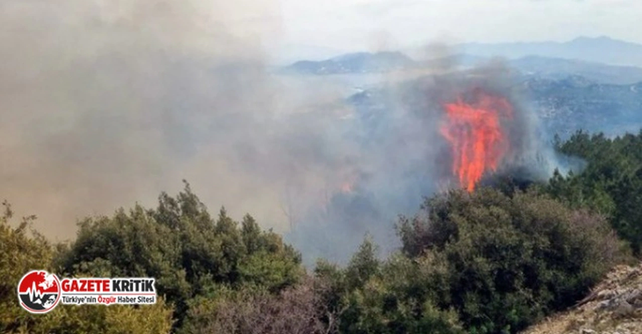 Sisam Adası'nda orman yangını!