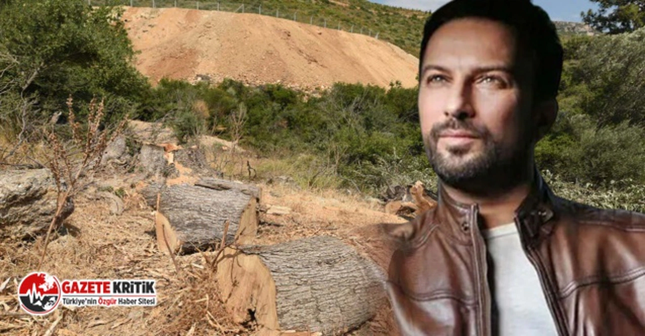 Tarkan: Zeytin ağaçlarımız katlediliyor, çok üzülüyorum, yazıklar olsun!