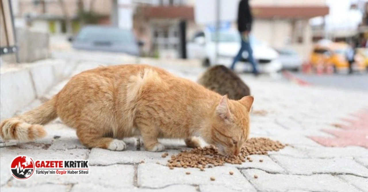 CHP SOKAK HAYVANLARI İÇİN KANUN TEKLİFİ VERDİ: “KEDİ VE KÖPEK MAMALARINDAKİ KDV YÜZDE 1’E DÜŞÜRÜLSÜN