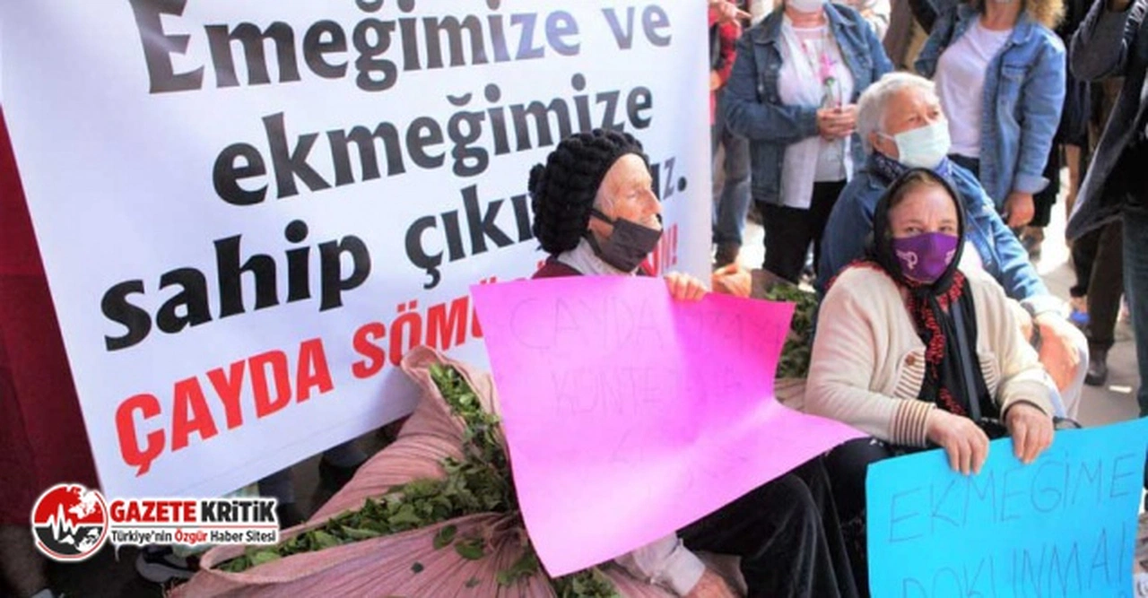 "ÇAY ÜRETİCİLERİ SONUNDA MİLLİ GÜVENLİK SORUNU DA OLDU"