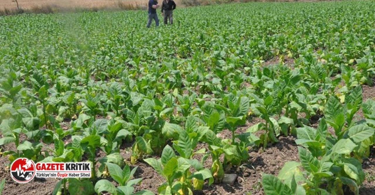 CHP'li vekil:“Tütüne en az 70 lira fiyat verilmeli”