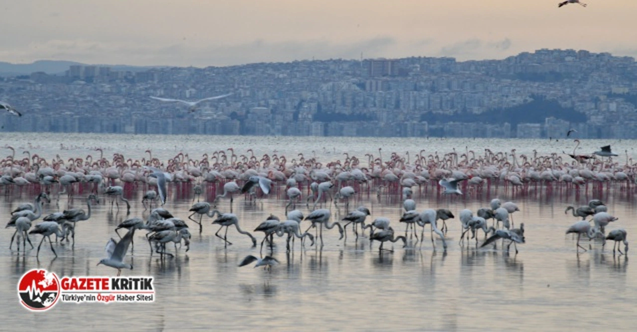 Çiğli’nin “Pembe Misafirleri” Berlin'de Boy Gösterecek
