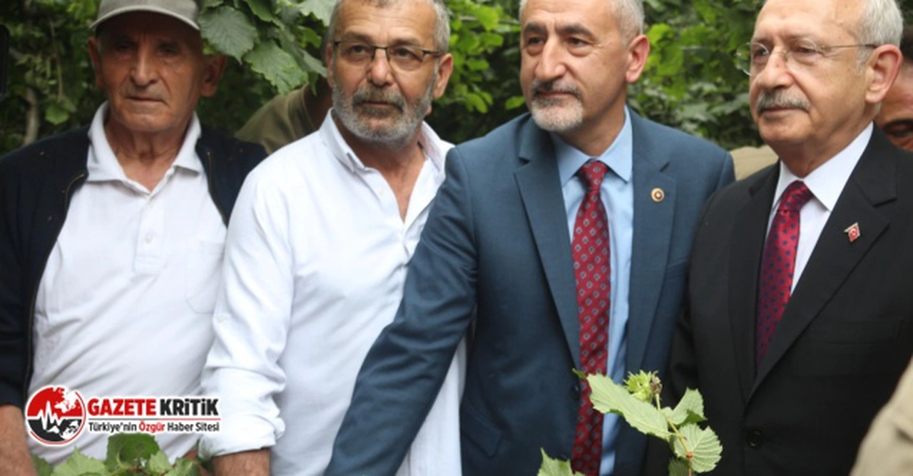 KILIÇDAROĞLU FINDIK TABAN FİYATINI FINDIK BAHÇESİNDEN AÇIKLADI