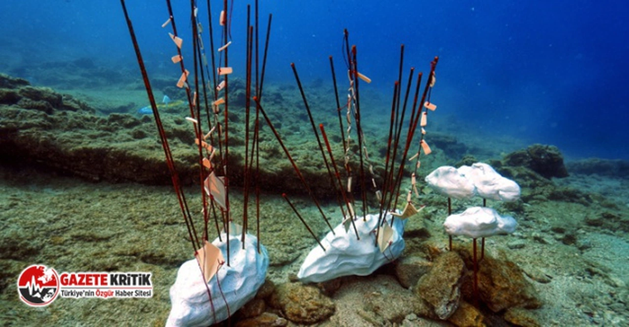 Bodrum'da Sualtı Fotoğraf Yarışması başlıyor