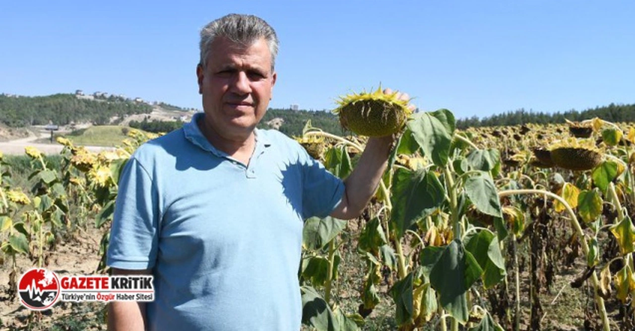 CHP'li Barut:"Ayçiçeği fiyatı 15 liradan aşağı olmamalı"