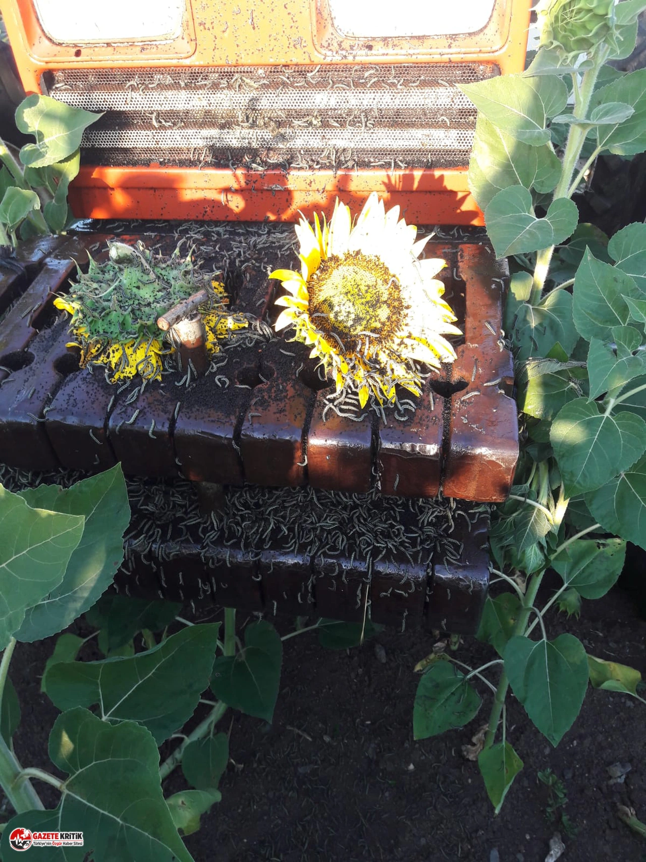 CHP TEKİRDAĞ VEKİLİ AYGUN, ETKİN İLAÇLAMA İSTEDİ