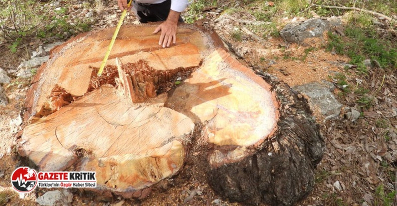 İYİ Partili Bahşi, Anıt Ağaçları kesen Orman İşletmesi'ni sordu