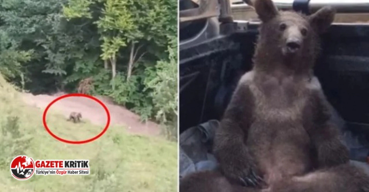 Acı bal yediği için baygınlık geçiren 'Balkız' yuvasına döndü