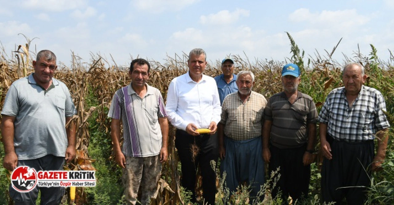 CHP'li Ayhan Barut, hasat zamanı mısır üreticileriyle buluştu
