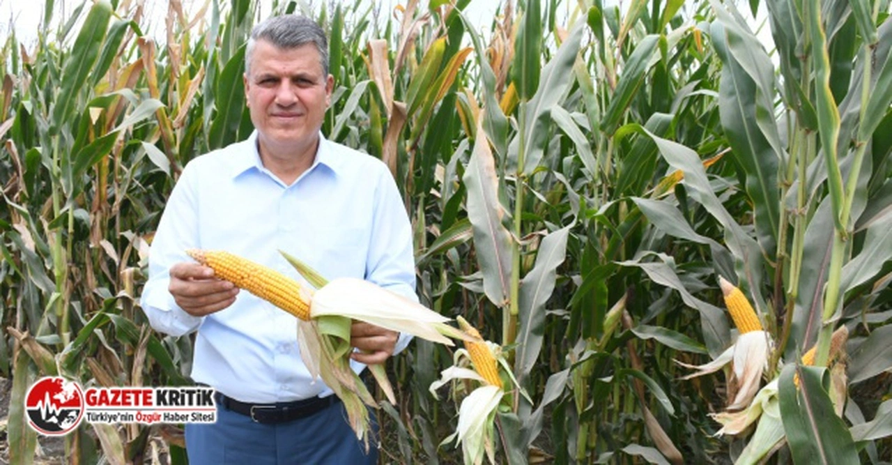 CHP'li Ayhan Barut'tan mısır taban fiyatına sert tepki