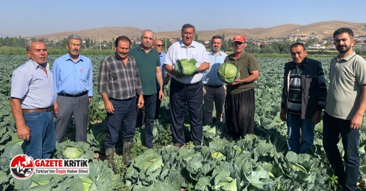 CHP'li Gürer: “Lahana üreticisi de perişan”