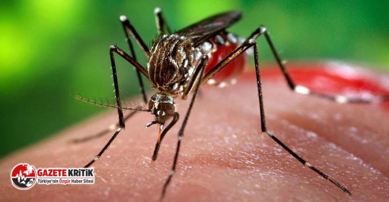 İtalya'da Batı Nil Virüsü vakaları artıyor: 94 kişi hayatını kaybetti