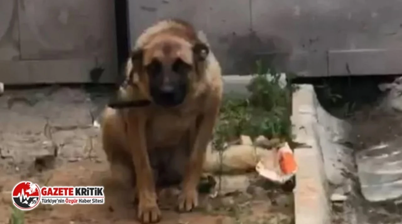 Karadeniz fıkrası değil gerçek: Bekçiyi ısıran köpek gözaltına alındı