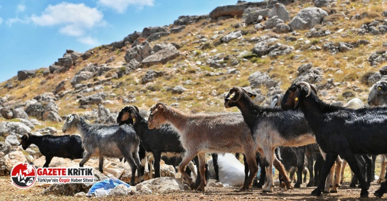 Konyaaltı Belediyesi, Hayvan üreticilerine destek sürüyor