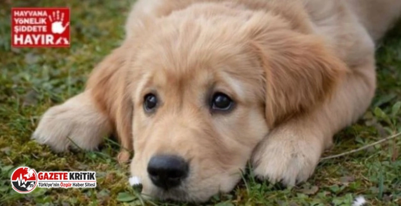 Köpek ölümleri durmuyor: 'Havrita' şüphesi!