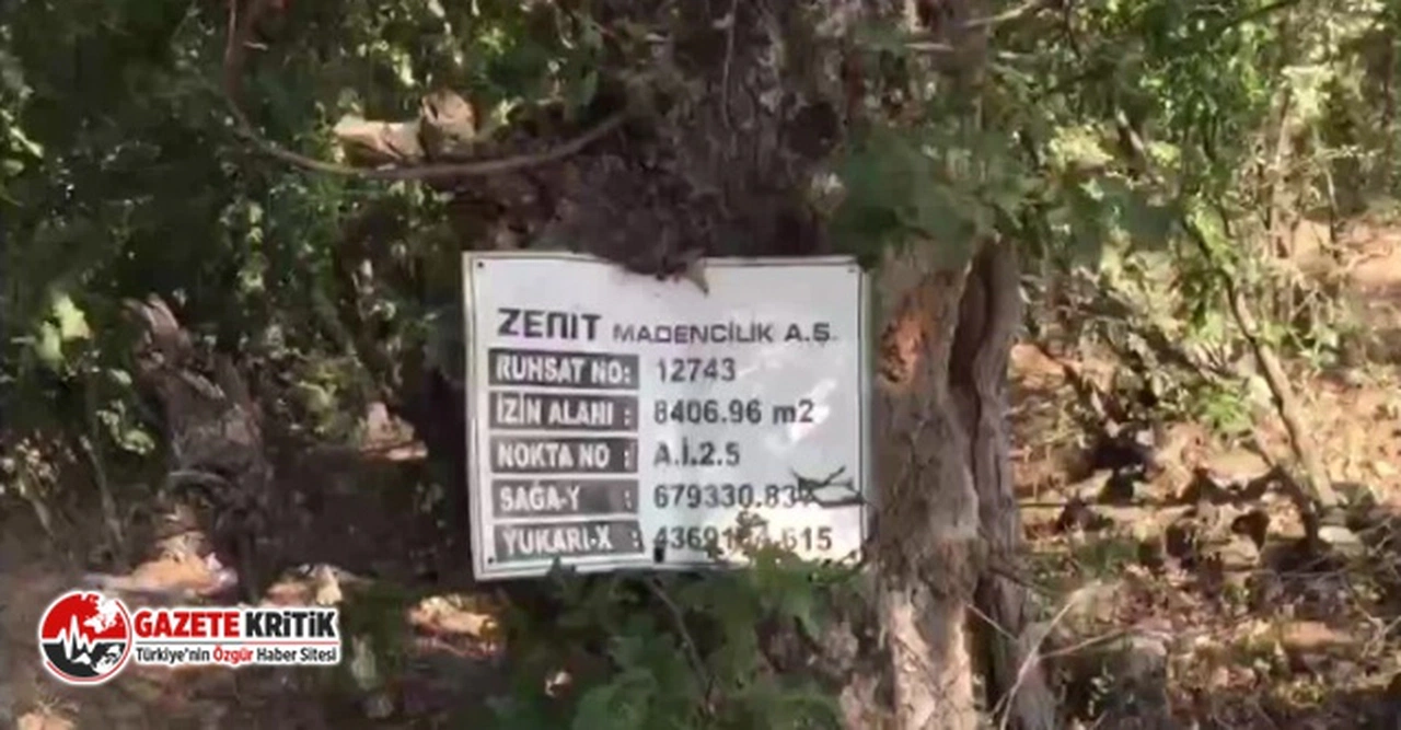 Kütahya'da Altın Madeni İçin Yüzlerce Ağacı Kestiler
