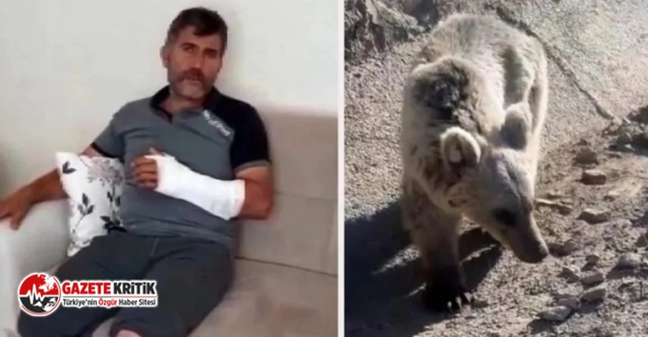 Öldüğü sandığı ayı canlı çıkınca! Ölüm kalım güreşi