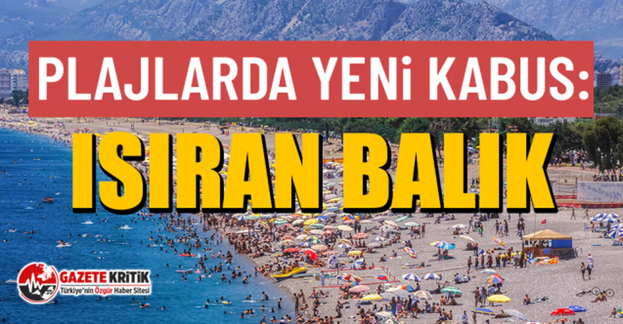 Plajlarda yeni kabus: Isıran balık