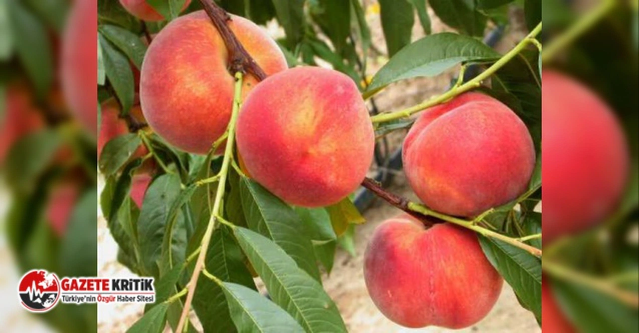 Şeftali dalında 2 Tl, markette 15 Tl