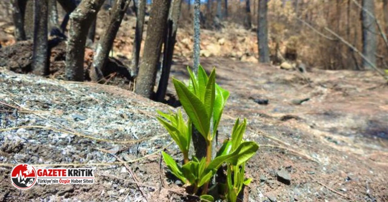 Orman Genel Müdürü: Geçen yıl yanan ormanların yüzde 90'ında çalışmalar tamamlandı