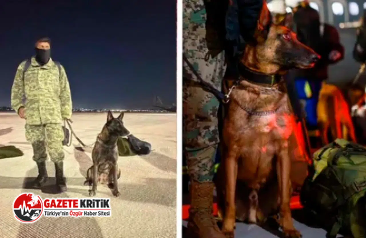 Türkiye'de çalışmalara katılan Meksikalı arama kurtarma köpeği Proteo hayatını kaybetti