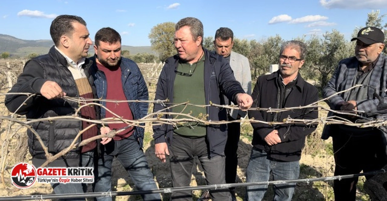 Bağlarını don vuran üzüm üreticileri : ”Manisa Afet Bölgesi İlan Edilsin”