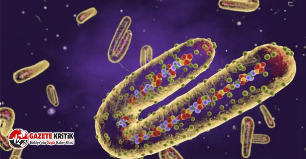 DSÖ duyurdu: 6 Marburg virüsü vakası daha tespit edildi
