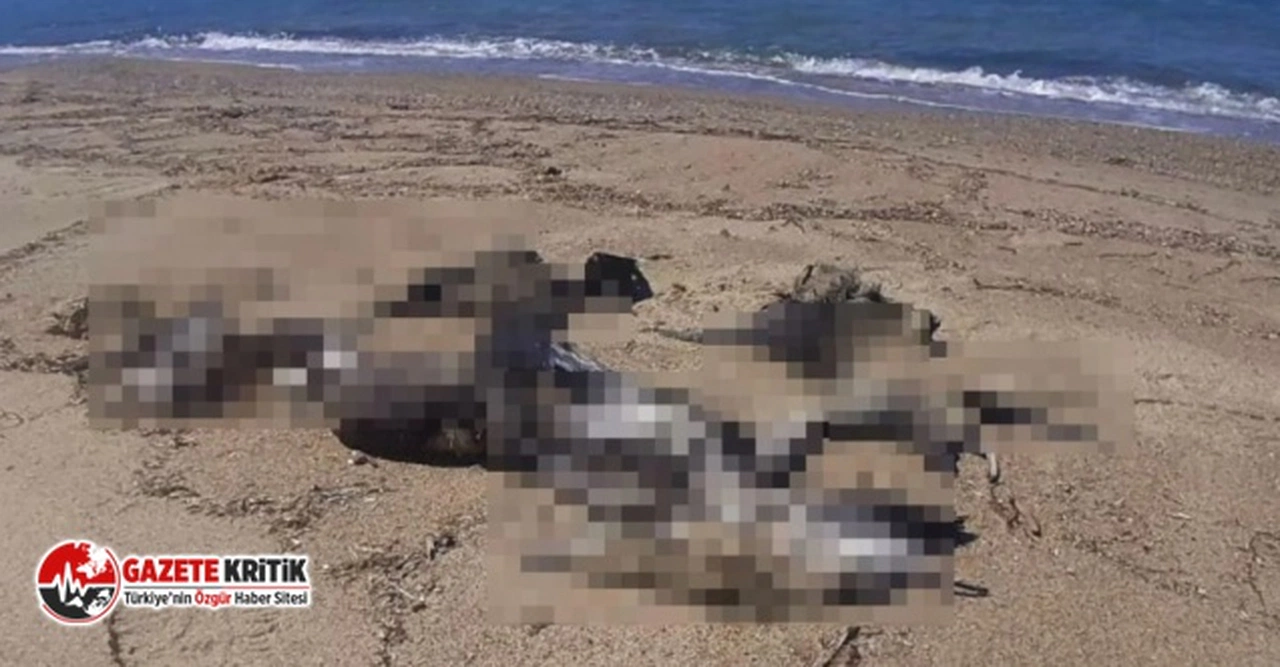 Kuşadası Sahili'nde 24 yelkovan kuşu ölü bulundu
