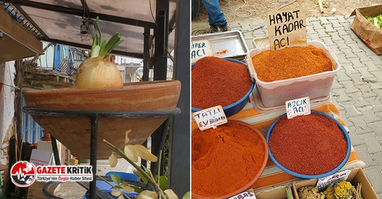 "Sofrada değil Saksıda Soğan”