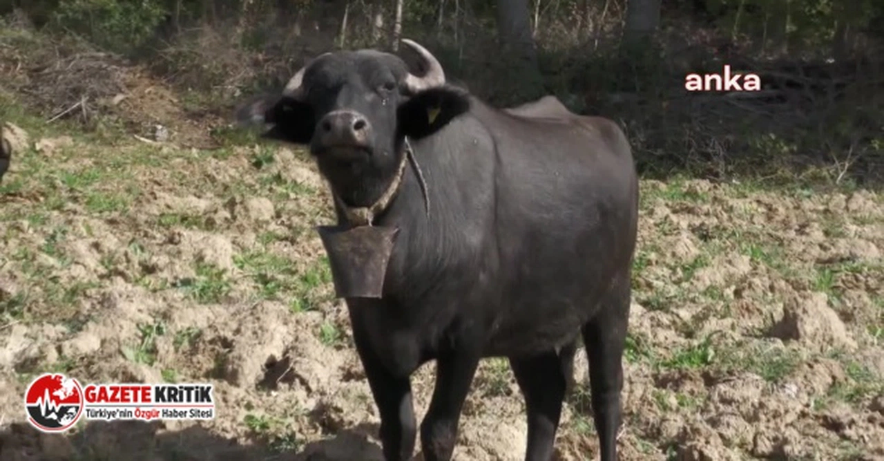 Çiğ süt üretimi 2022'de yüzde 7,1 geriledi